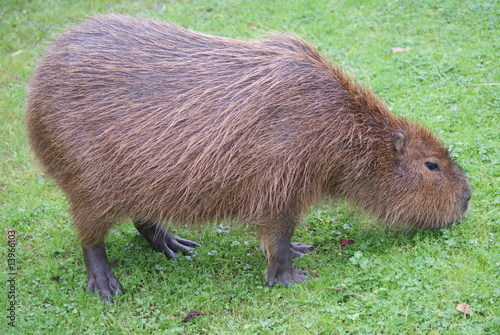 Capybara