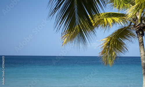Palm Tree at the Ocean © pipehorse