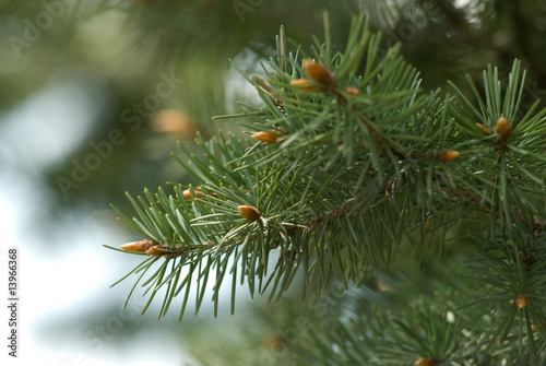 Close-up of pine branches