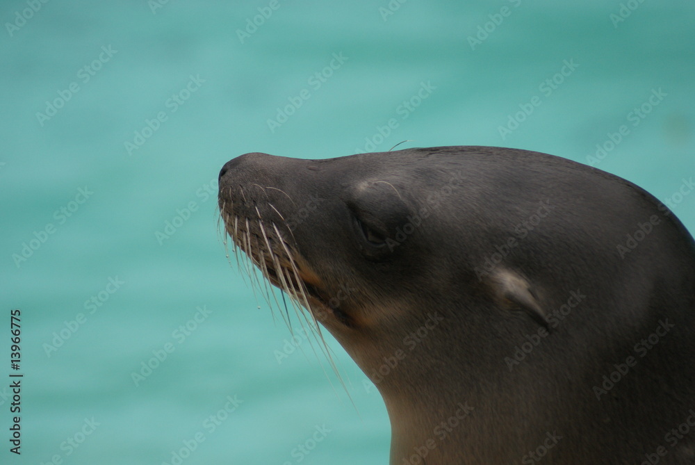 Obraz premium California Sealion - Side Profile