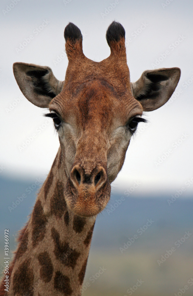 Naklejka premium Giraffe, Südafrika, Hluhluwe Umfolozi Nationalpark