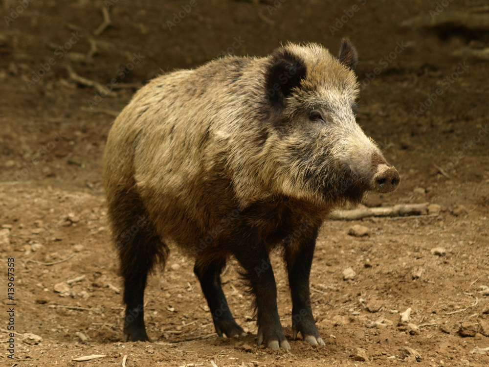sanglier