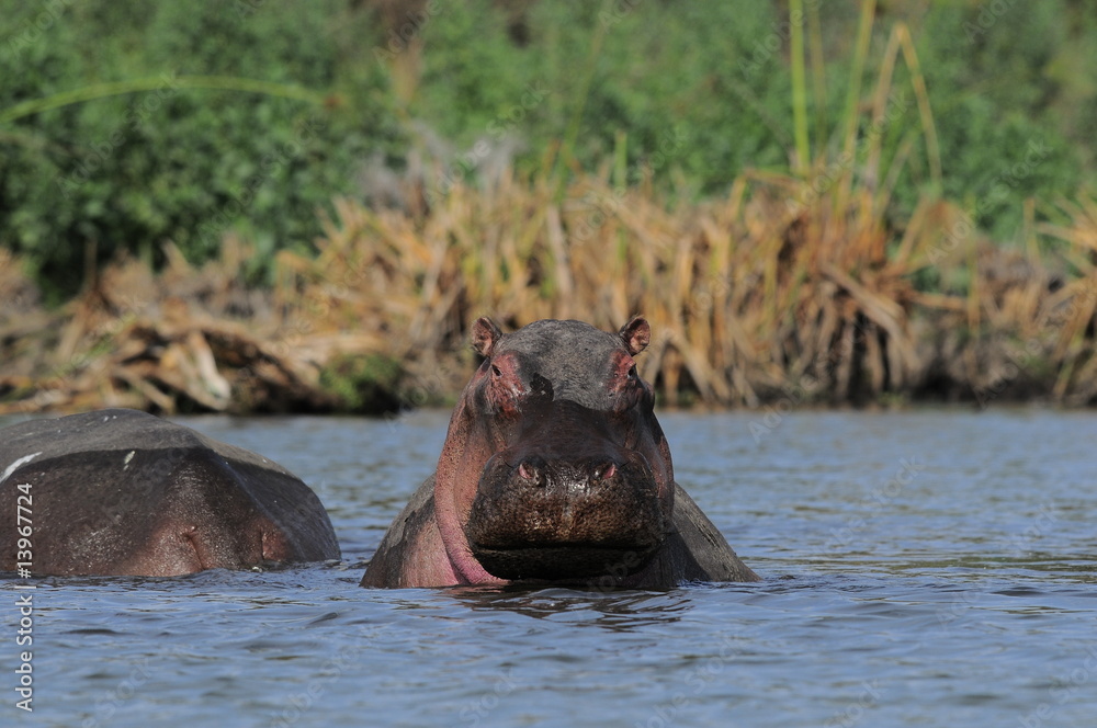 Hippo (Hippopotamus amphibius) at Naivasha Lake, Kenya Hippo (Hippopotamus amphibius) at Naivasha Lake, Kenya