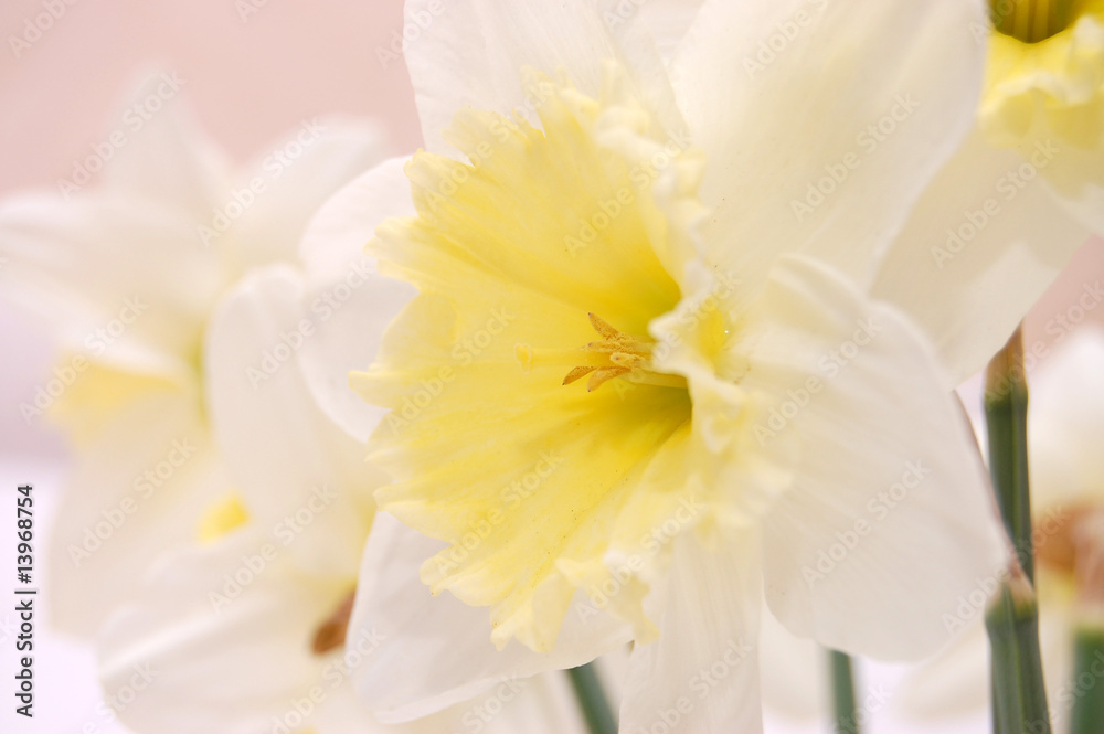 Fototapeta premium Close up of white daffodils