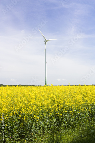 Windturbine in a rape field