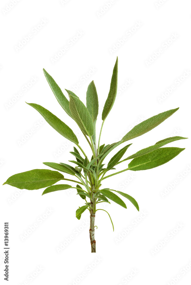Sage Herb Leaf Sprig