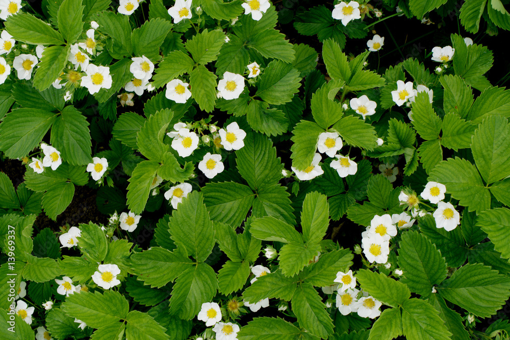 Obraz premium Promesses de fraises