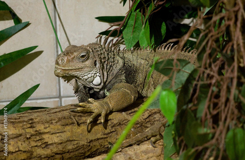 iguana © dinostock