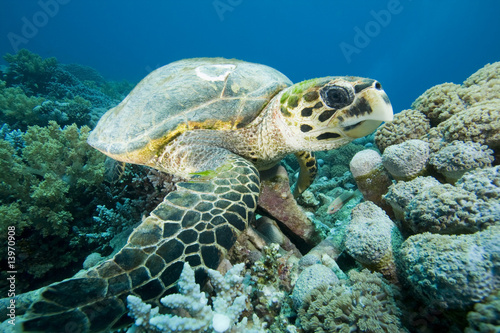 Hawksbill Turtle rests on Coral Reef while feeding © Richard Carey