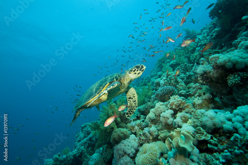 Turtle and coral reef