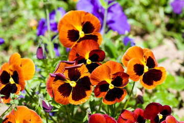 Fototapete Veilchen Viola Tricolor Wilde Stiefmütterchen  © dinostock