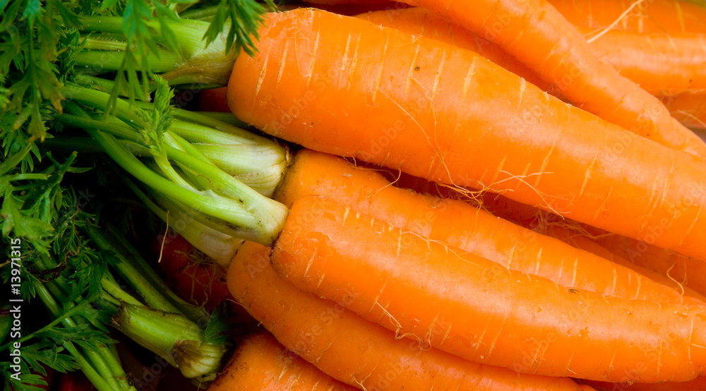 Bunch of Baby Carrots Bunch of Baby Carrots