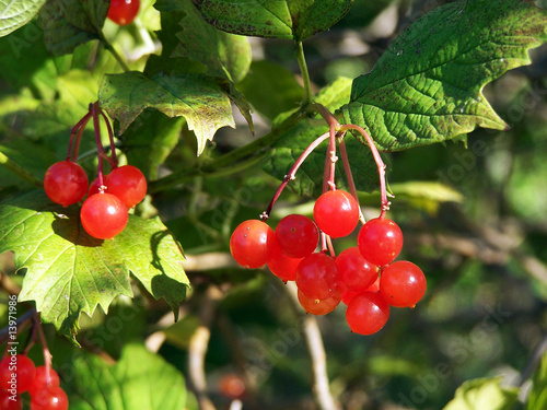 The snowball tree or arrow- wood(Viburnum)