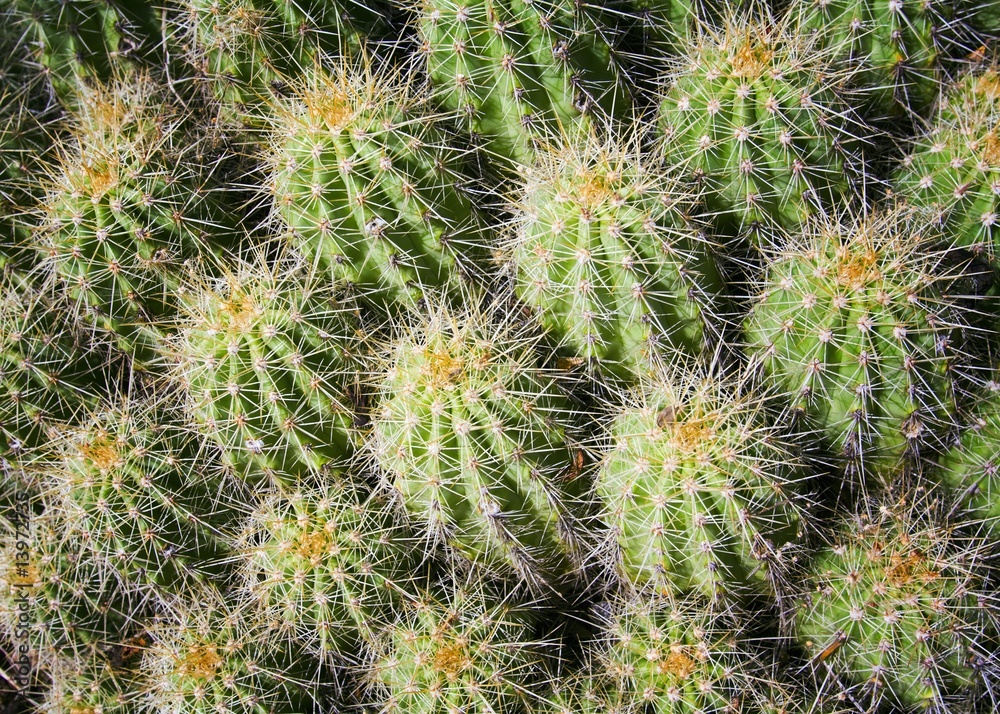 New Mexico, USA; Close up of cactus cluster