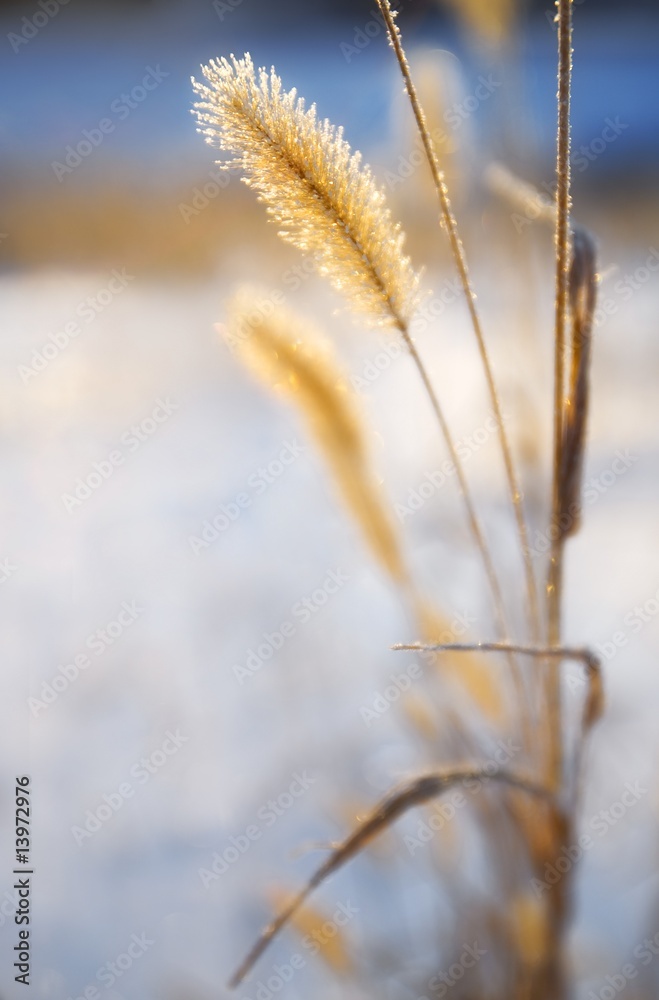 Close-up of ears of wheat