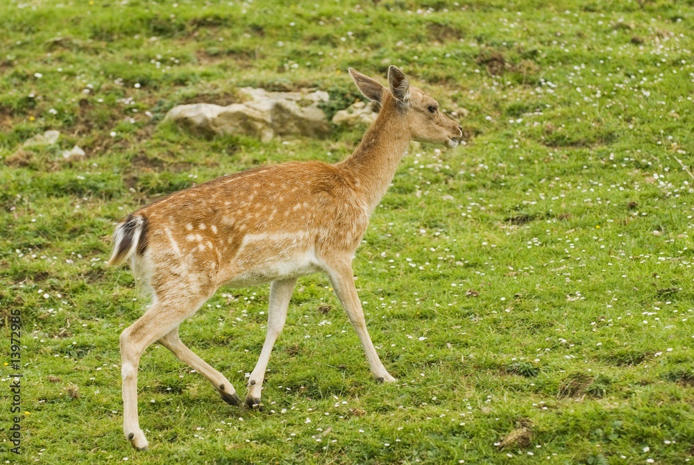 Fallow deer Fallow deer