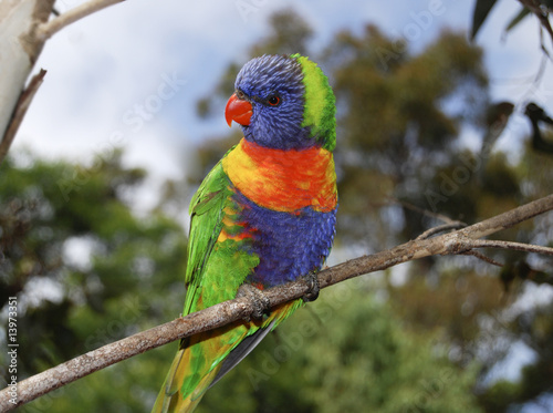 Rosella parrot, south eastern Australia