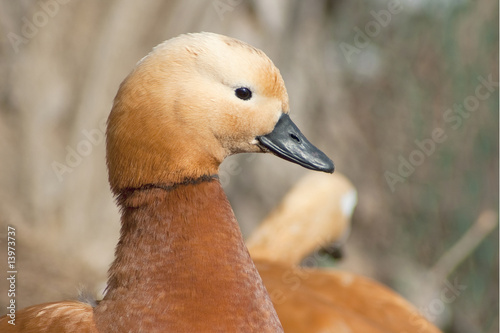 Portrait of roody shelduck