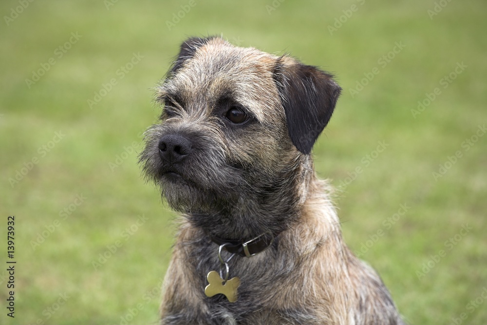 Border Terrier Border Terrier