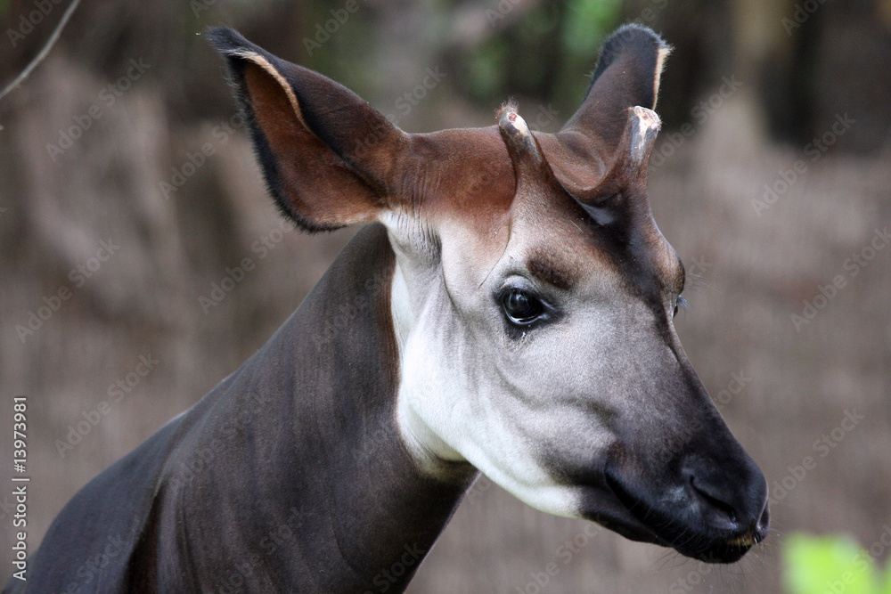 Obraz premium Okapi