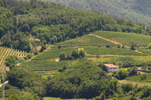 Italian vineyards on hills