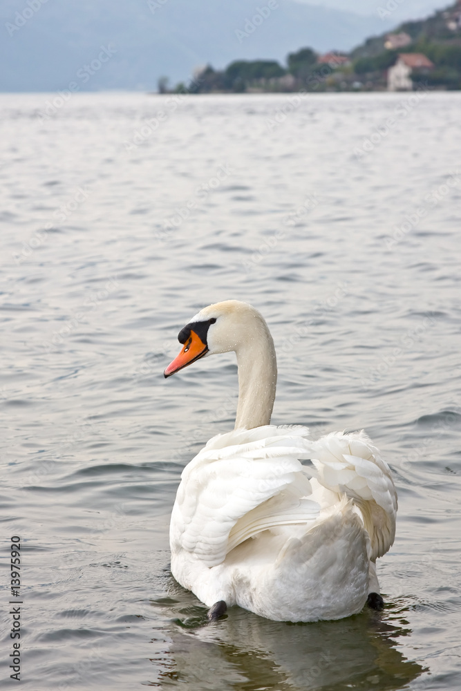 Obraz premium Swan