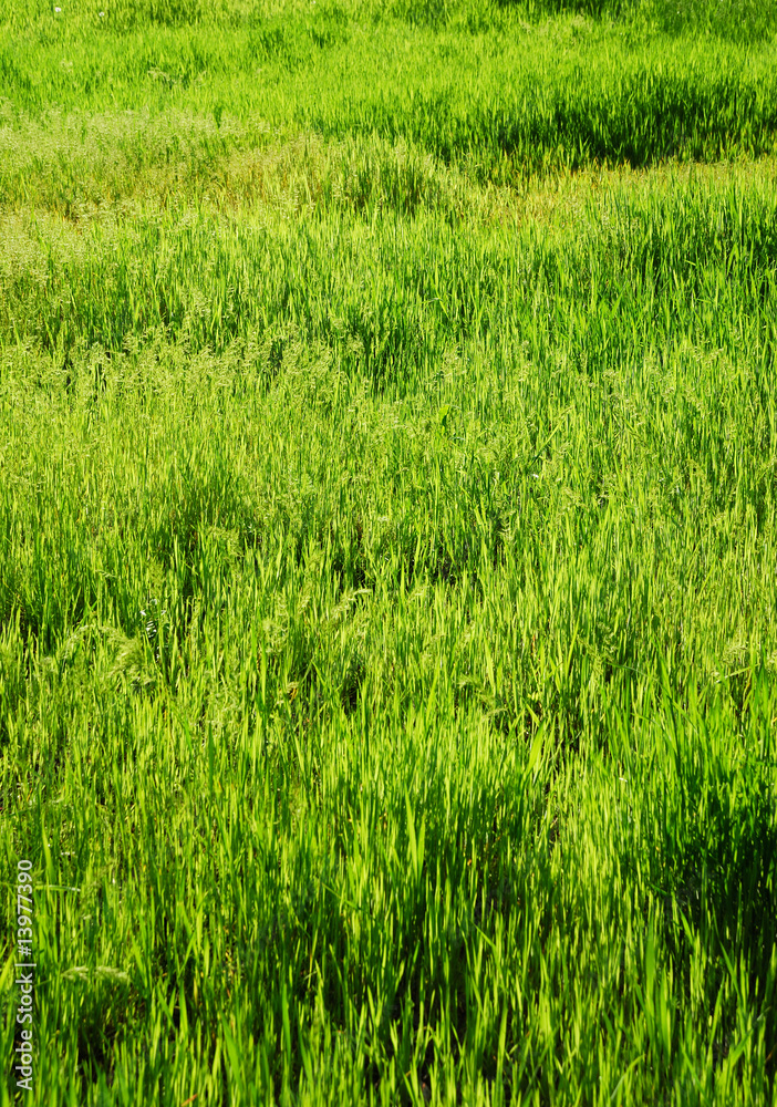 Plant background