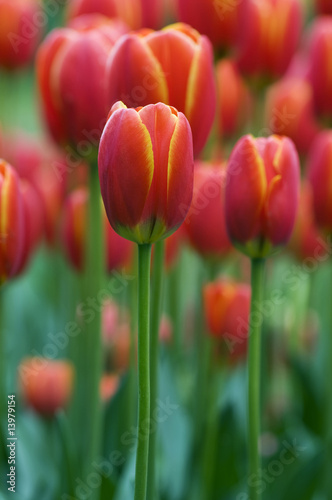 Red tulips