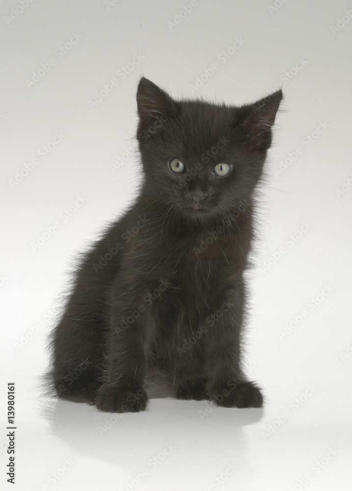 Fototapeta premium Black kitten