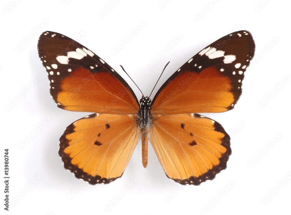 Fototapeta premium Danaus chrysippus aegyptius