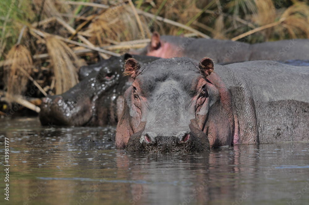 Hippo (Hippopotamus amphibius) at Naivasha Lake, Kenya