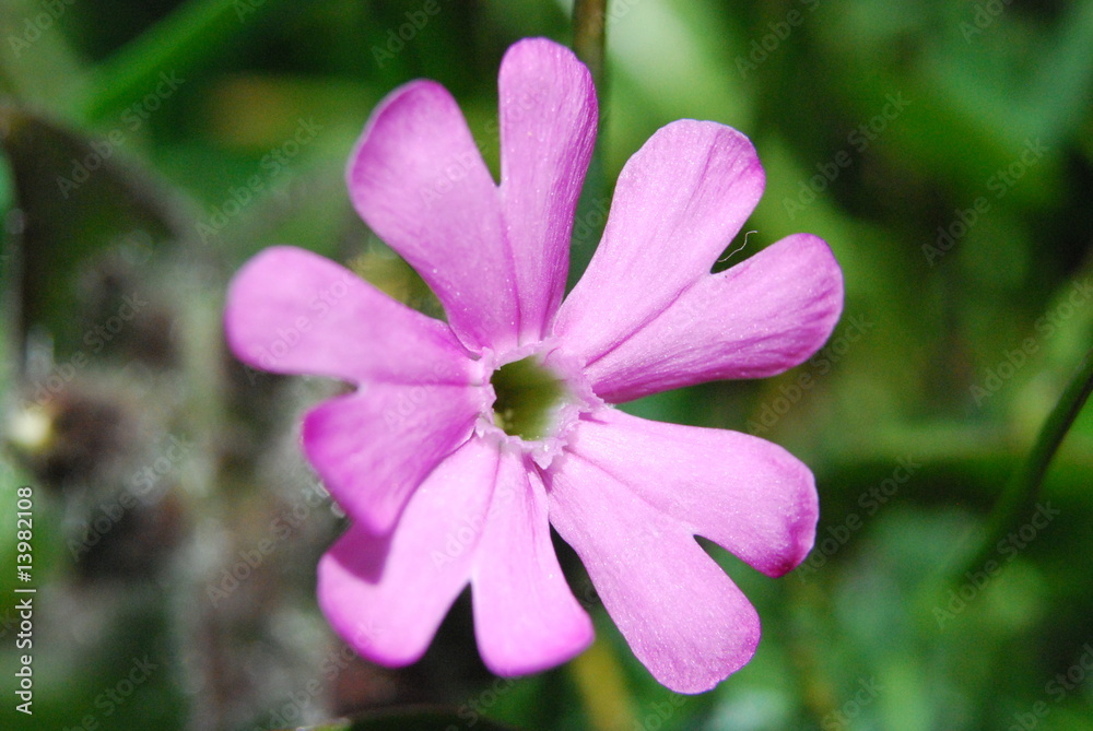 Fiorellino Fiorellino