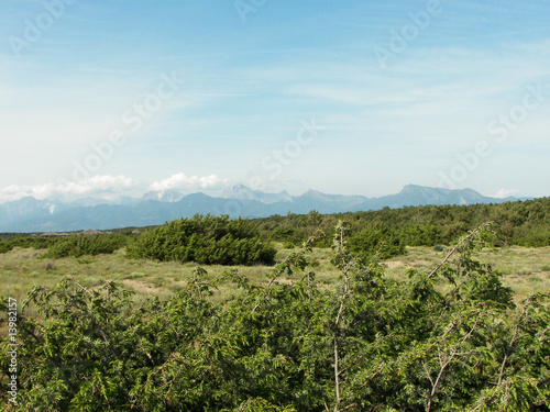 Macchia Mediterranea  Parco di San Rossore