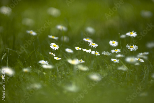 gänseblümchen 2