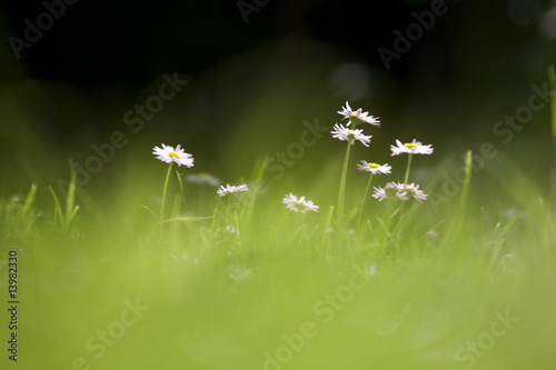 gänseblümchen 1