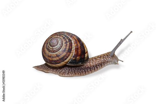 escargot