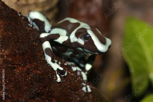 Dart Frog 1
