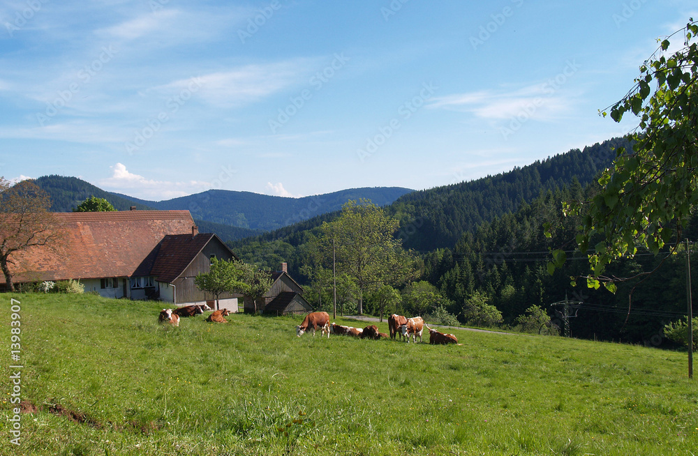 Fototapeta premium Schwarzwald