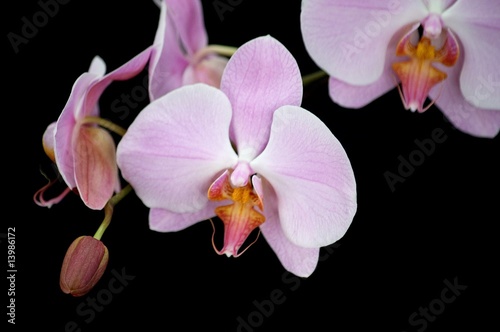 Pink Orchid Cluster