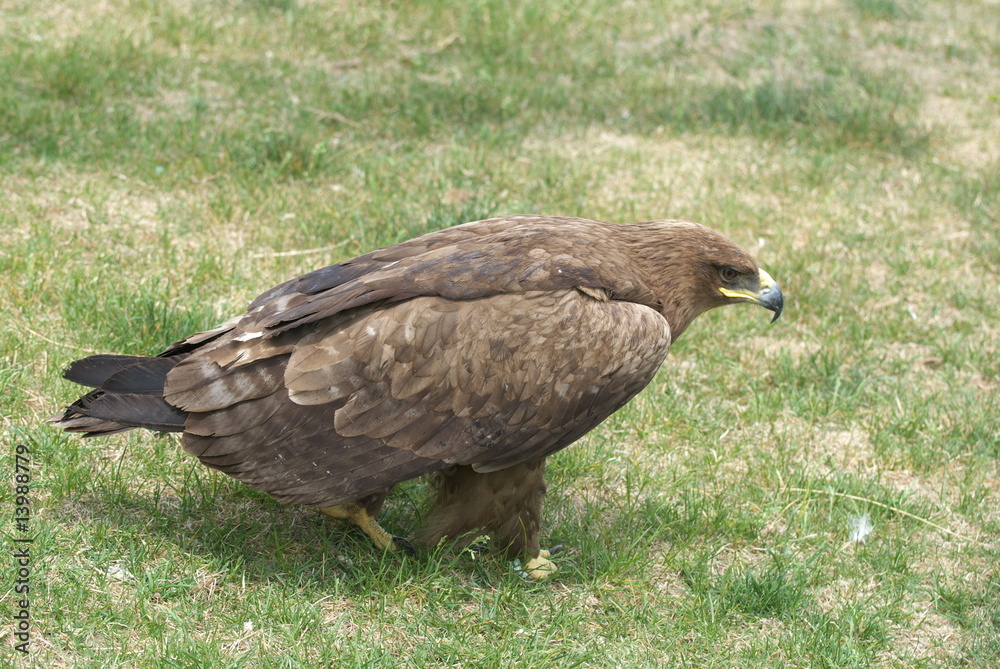 eagle eagle