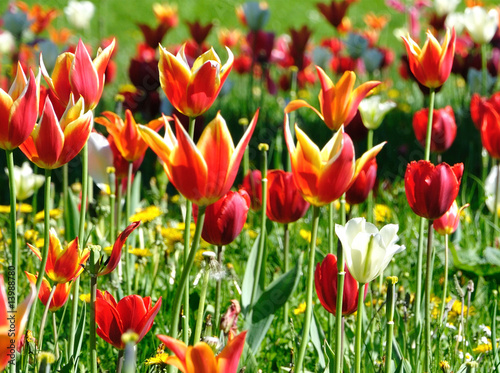 tulips in natural grassland