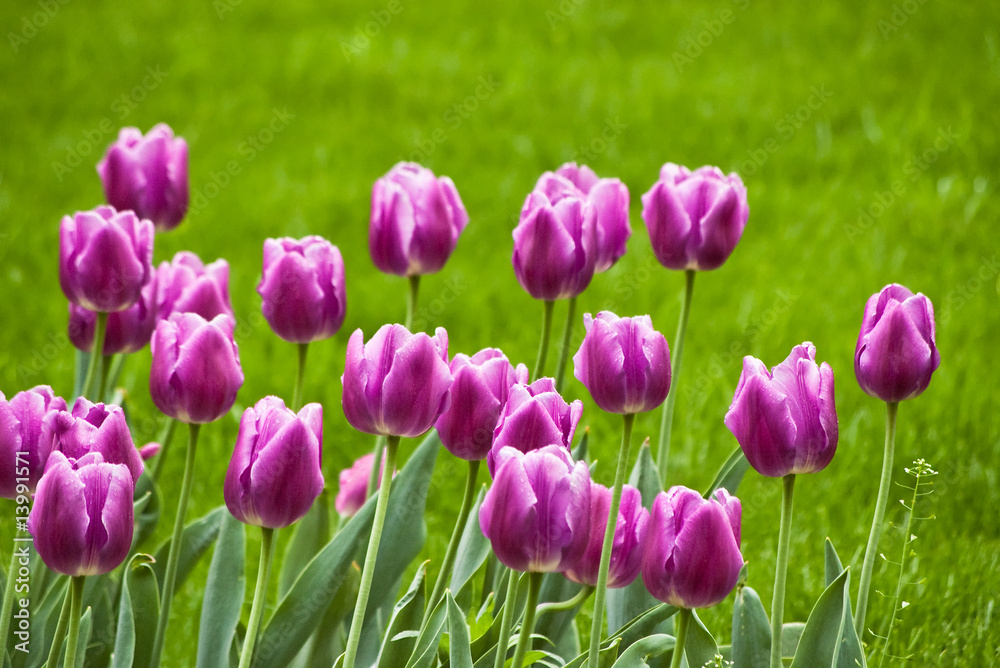 Obraz premium purple tulips
