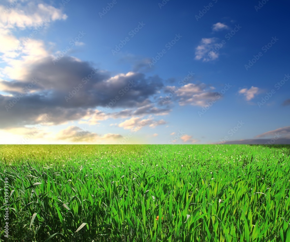 grass field grass field
