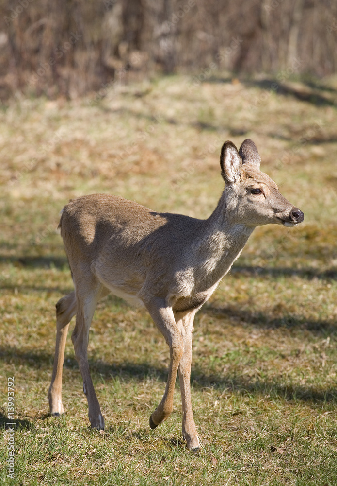 Fototapeta premium coming from the forest