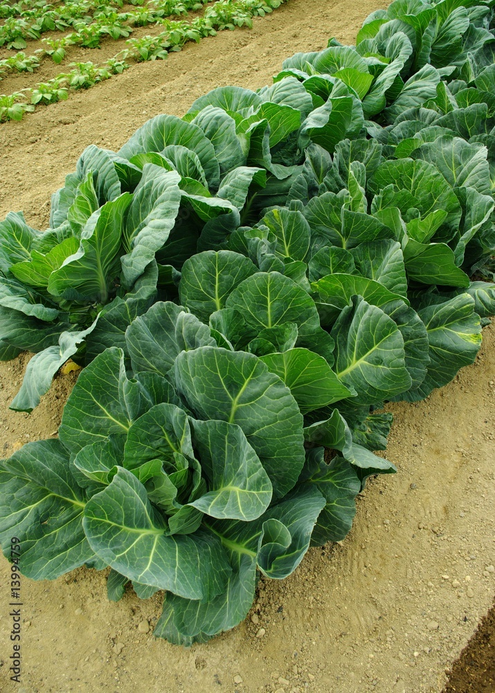 Naklejka premium 畑の野菜