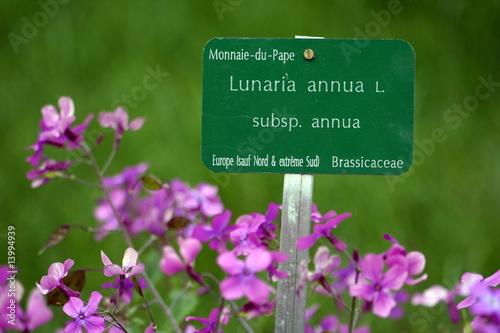 lunaria annua - fiori photo