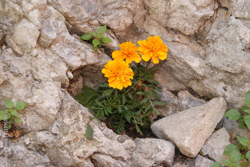 Mauerblümchen