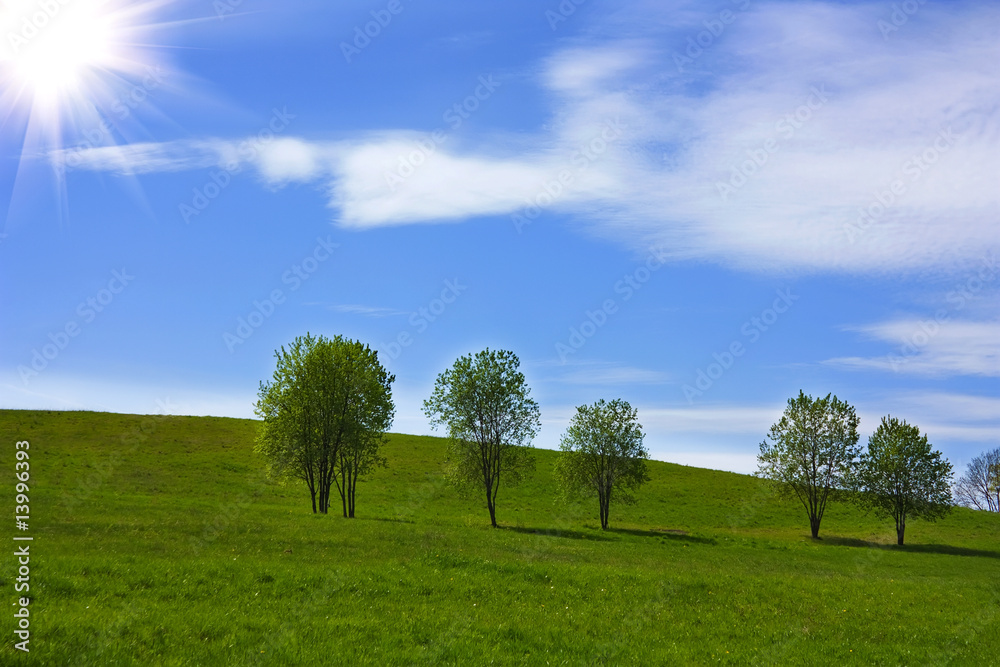 Obraz premium grass trees on hill, blue sky