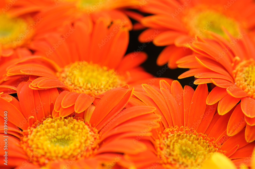 Fototapeta premium Orange gerber flower