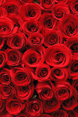 Keuken achterwand Rood Rode rozen romantische achtergrond  © Norman Chan